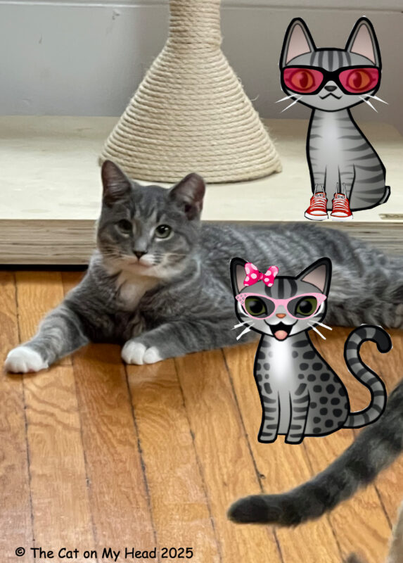 Periwinkle Stinky Toebean Cat Cafe Two cartoon tabby cats with a real white and grey tabby cat.