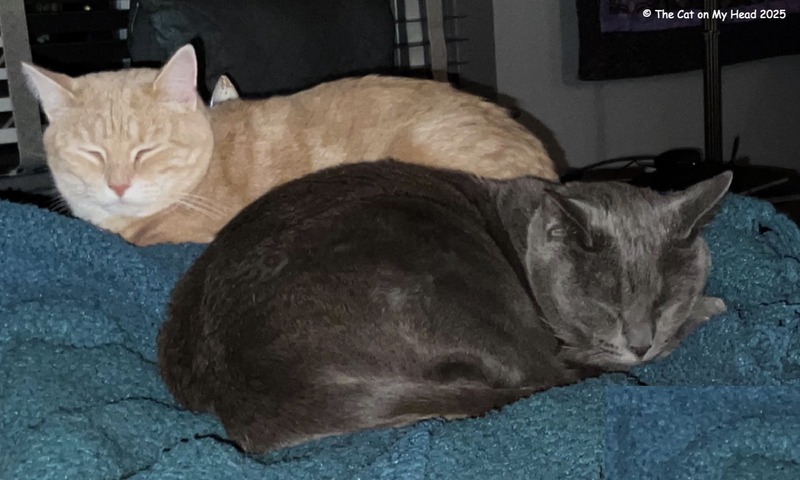 Gotcha Day Cake Two cats napping on a bed.