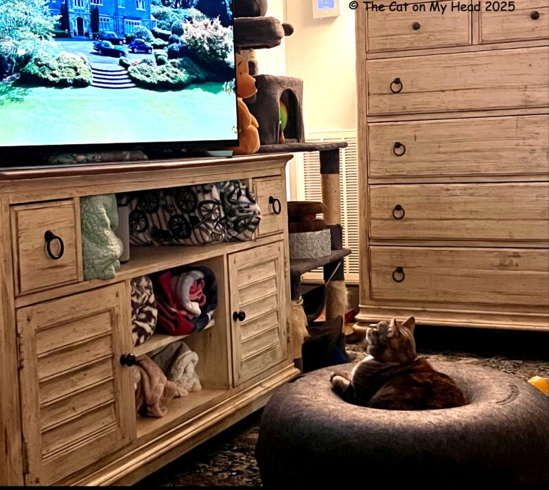 dream come true Dream Come True: Torbie cat watching TV from a Cattasaurus Peekaboo Cat Cave.