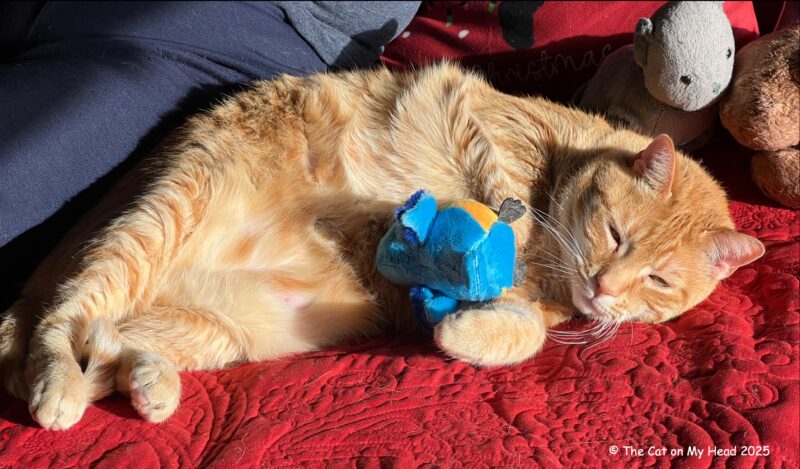 Ginger tabby cat on a red bedspread holding a stiffed bluebird cat toy.