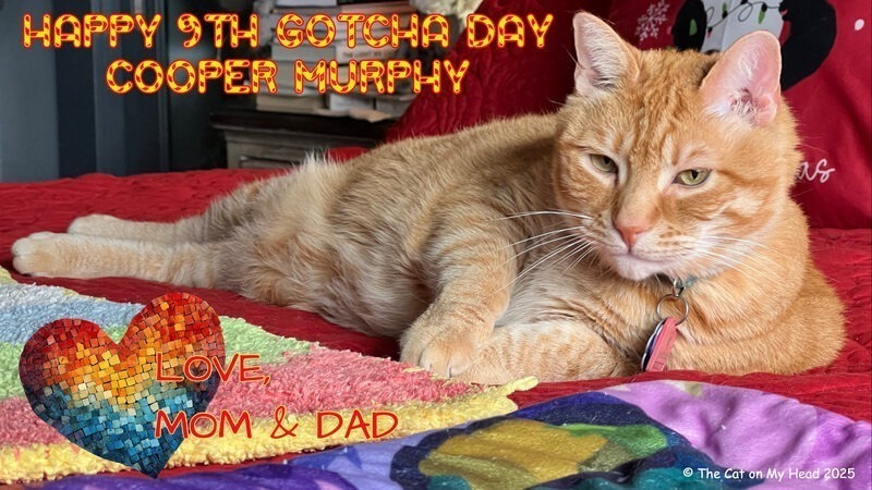 Gotcha Day Cake Gotcha Day card with an orange tabby cat.