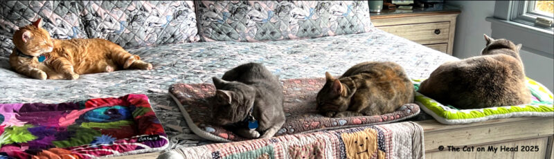 Gotcha Day Cake Four cats napping on a bed.