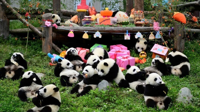 dream come true A dream come true: a bunch of young pandas having a birthday party.