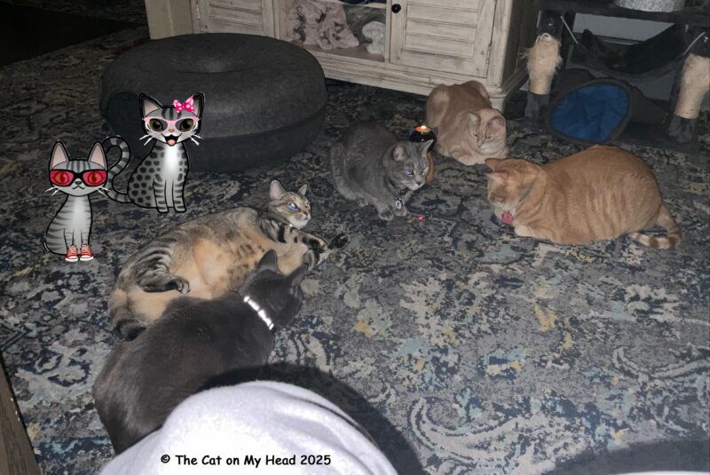 Gotcha Day Cake Five real cats and two cartoon tabby cats surrounding the red dot from a laser toy.