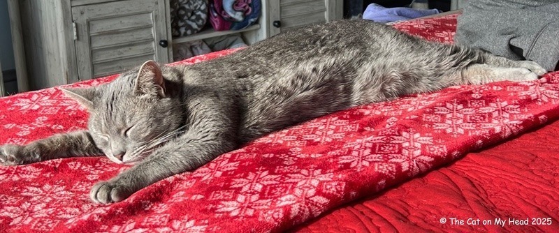 sunpuddle bliss A grey Manx tabby cat is blissfully sprawled in a sunpuddle.