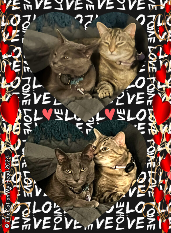 A grey and a torbie feline snuggling together in a Valentine's Day collage frame.