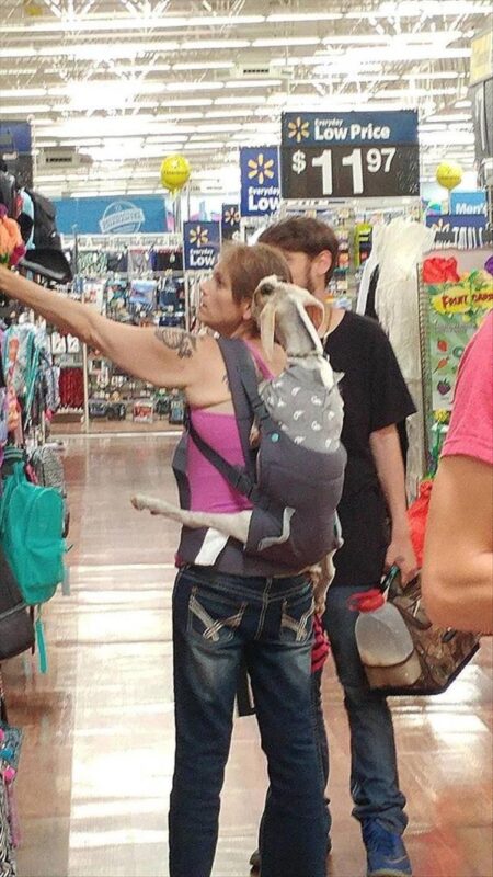 A couple shopping in a Walmart store with a goat in a child carrier on the woman's back. 