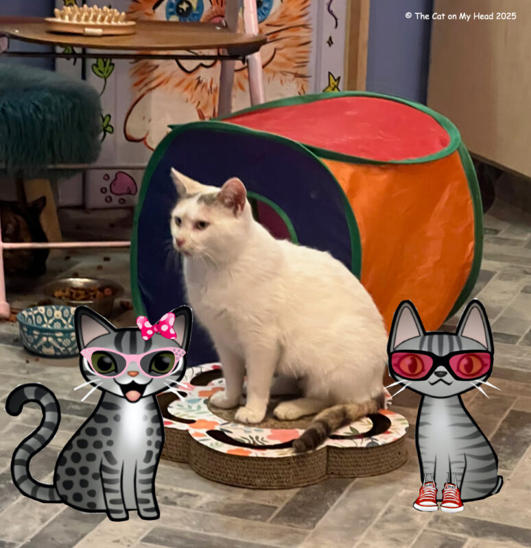 Kitty City Cat Cafe Two cartoon tabby cats and a white/calico cat in front of an orange and red cube and sitting on a flower-shaped cat scratcher toy at Kitty City Cat Cafe.