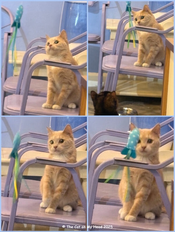 Kitty City Cat Cafe Four photos of a beige kitten at Kitty City Cat Cafe playing with a fish wand toy.