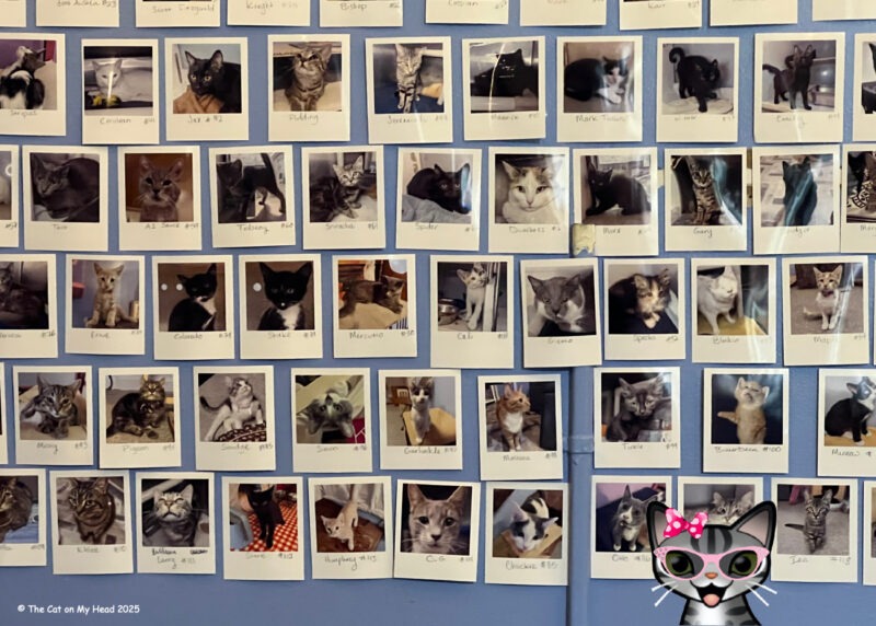 Kitty City Cat Cafe Cartoon tabby cat standing in front of a wall with polaroid photos of cats at Kitty City Cat Cafe.