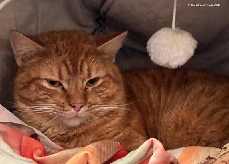 Kitty City Cat Cafe Large ginger tabby cat at Kitty City Cat Cafe.