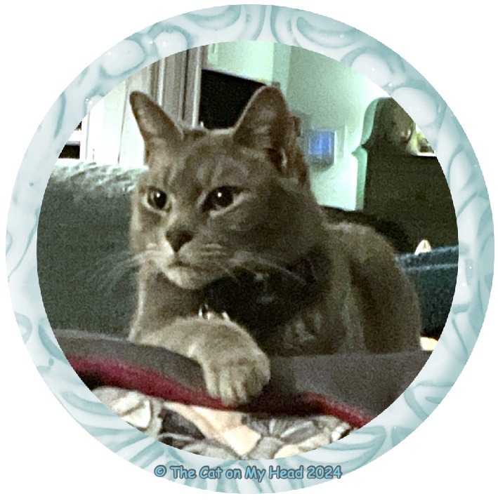 A grey tabby cat posing with his paw out in a serious selfie.