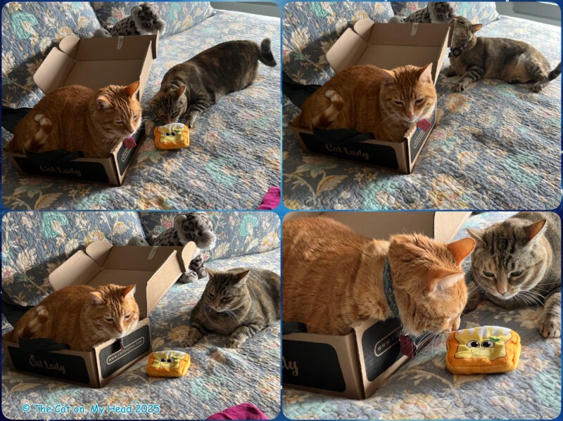 popular Cat Lady Box A ginger tabby cat and a torbie cat with a Cat Lady Box and a lemon loaf cat toy.