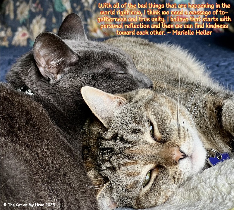 A grey cat and a torbie cat snuggle together during a nap and demonstrate togetherness with a quote from Marielle Heller, "With all of the bad things that are happening in the world right now, I think we need a message of togetherness and true unity. I believe that starts with personal reflection and then we can find kindness toward each other."