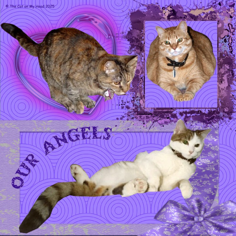 NATIONAL TABBY CAT DAY 2025: Three tabby cats on an elaborate purple scrapbook page.