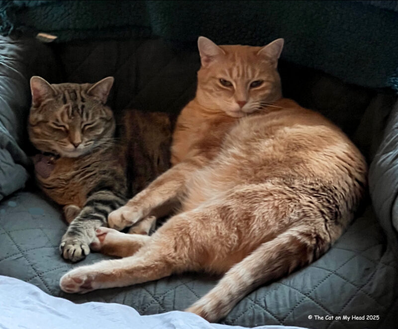 A torbie cat and a buff-colored tabby cat siblings snuggling in grey chair.