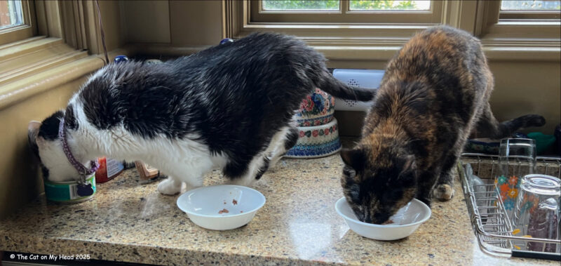 A rare sighting: A tuxie and a tortie cat sisters are on the kitchen counter together eating their breakfast from individual white bowls.