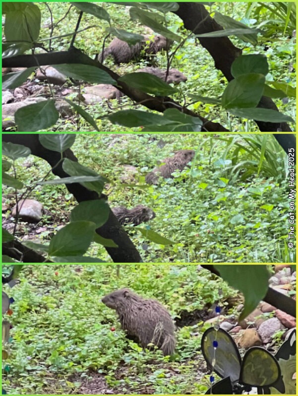 Collage with three photos of two baby groundhogs ("munch-kins").