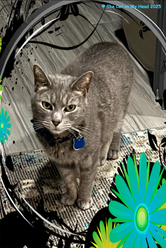 May the 4th be with you selfie Grey Manx tabby cat shares a May the 4th be with you selfie in an aqua and green flowered frame.