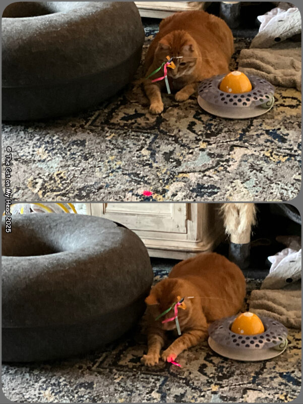 A two photo collage of a large ginger cat stalking and catching the red dot. 