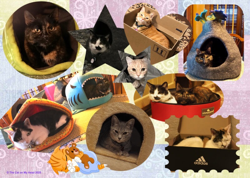 Periwinkle Stinky Cat World Domination: Collage of cats in beds and boxes.