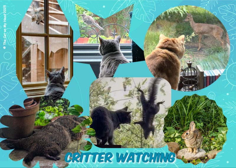Periwinkle Stinky Cat World Domination: Collage of cats watching other critters.