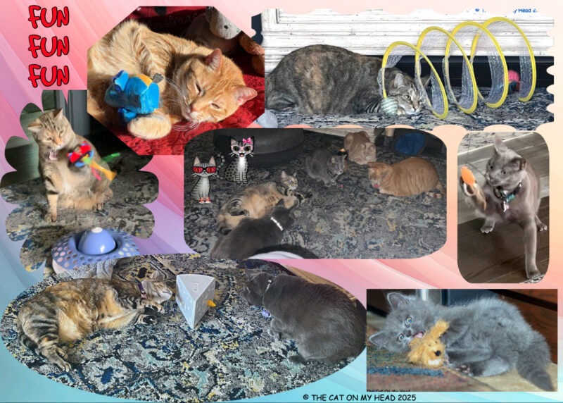 Periwinkle Stinky Cat World Domination: Collage of cats enjoying toys.