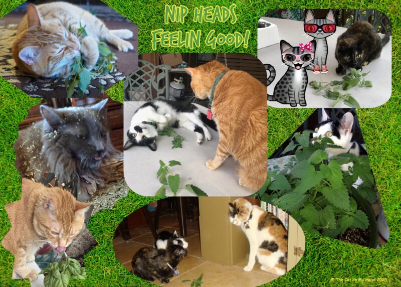 Periwinkle Stinky Cat World Domination: Collage of cats enjoying catnip.
