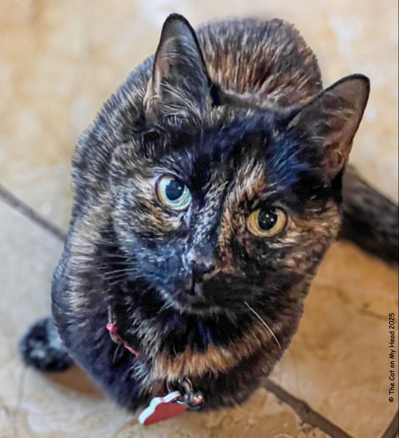 Where’s mine? Face Tortie cat with an expectant expression on her face, as if she is saying “where’s mine?”.
