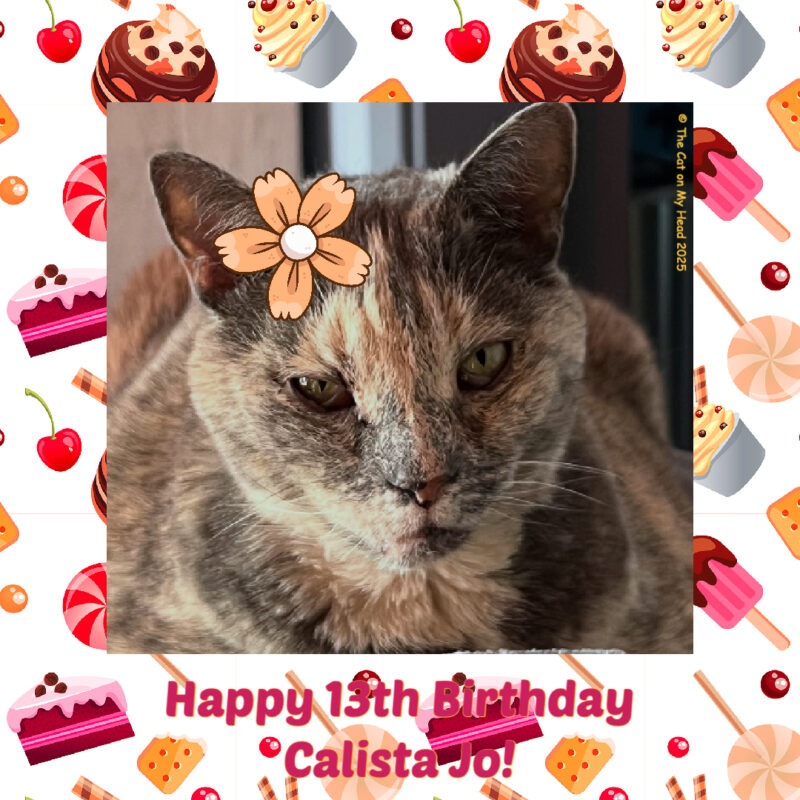 Feline Friday birthday Portrait of a dilute tortoise shell cat wearing a flower in her fur for Feline Friday and surrounded by a frame with cakes, candies and other confections and the words, “Happy 13th Birthday Calista Jo!”