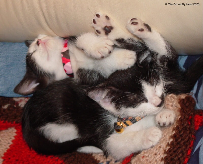 Two awww-dorable tuxie kittens napping together and showing off their toe beans.