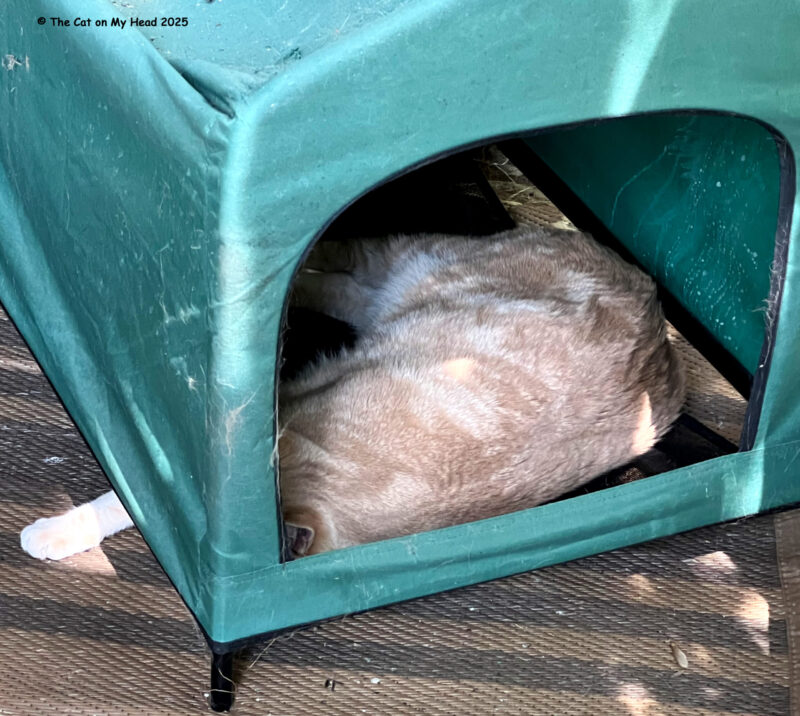 Feline Friday Sawyer Raleigh Buff and white tabby feline (Raleigh) in a green tent on Feline Friday.
