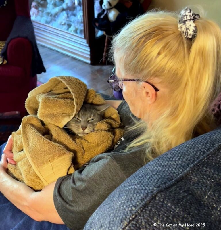 another hug your cat day Grey tabby cat wrapped in a towel and being held by a blonde lady with a ponytail on another hug your cat day.
