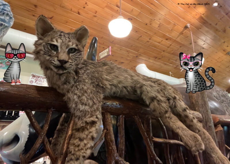 Two cartoon tabbies cats, Periwinkle & Stinky, with a taxidermy bobcat at the Paint Bank General Store.
