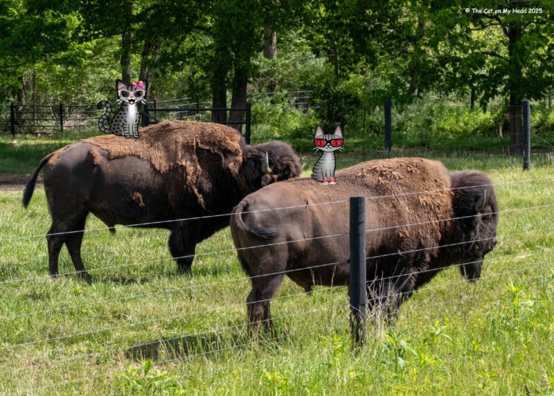 Two cartoon tabbies cats, Periwinkle Stinky, riding bison in Paint Bank, VA.