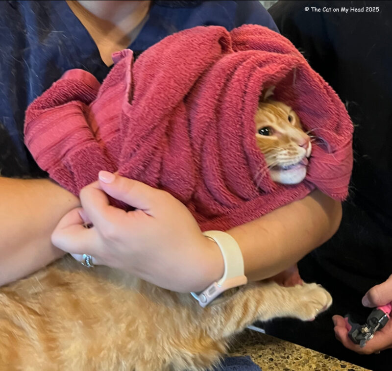 ROUNDUP REPORT: Large ginger tabby cat with his tongue out and a red towel wrapped around his head. 