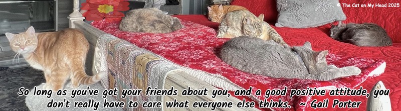 Six cats together on a king-sized bed with a quote from Gail Porter, "So long as you've got your friends about you, and a good positive attitude, you don't really have to care what everyone else thinks."