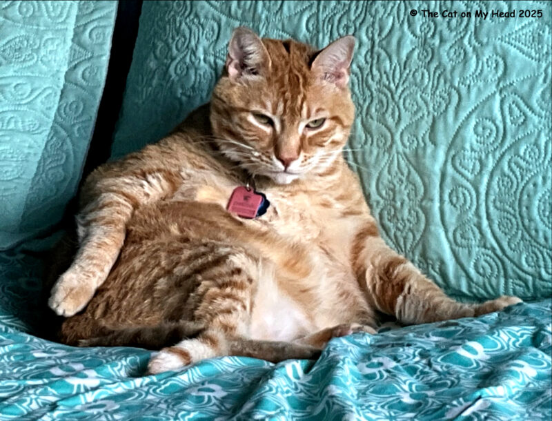 His royal grumpiness is a ginger tabby cat disturbed while tending to his ablutions.