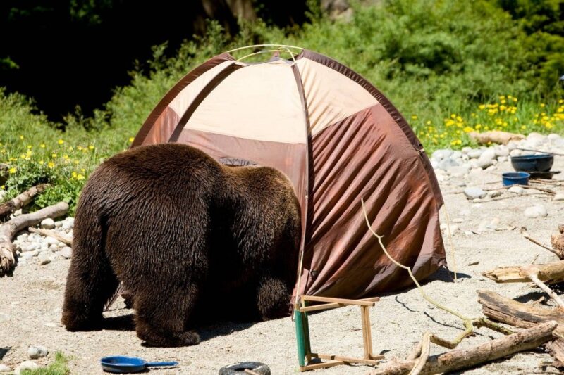 thankfuls poetry A bear with his head inside a very small tent.