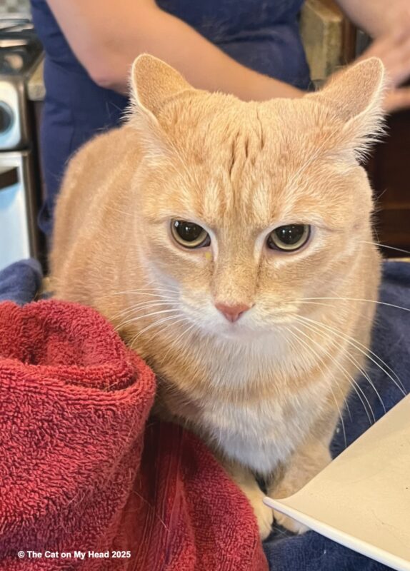 Staring light-colored ginger tabby cat with "airplane" ears and big pupils.