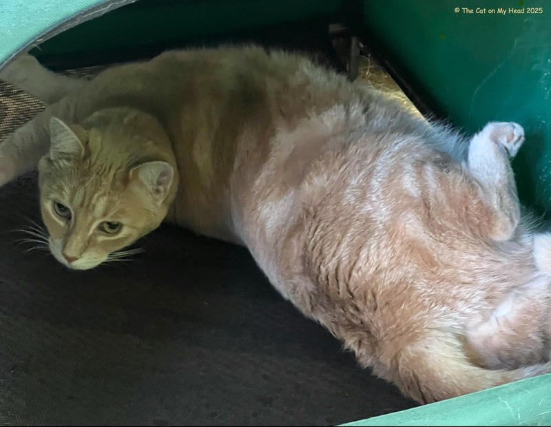 cause for celebration Cause for Celebration: A buff and caramel-colored tabby cat lying on his back in his second consecutive selfie.