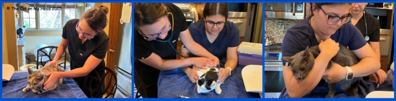ROUNDUP REPORT: Collage of three cats having a check up by the vet.