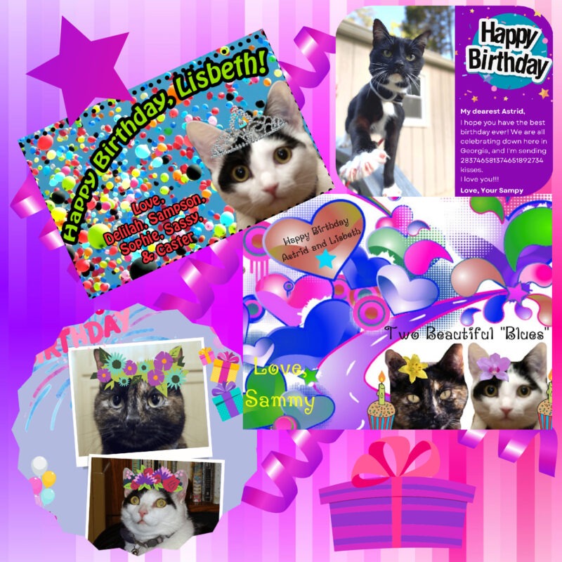 Periwinkle Stinky birthday Birthday scrapbook page for a tortoise shell cat, Astrid, and a black and white cat, Lisbeth.