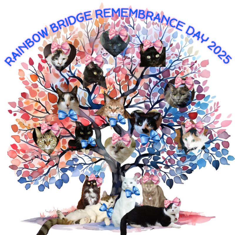 Rainbow Bridge Remembrance Day 2025 with a Tree of Life with photos of 17 angel cats.