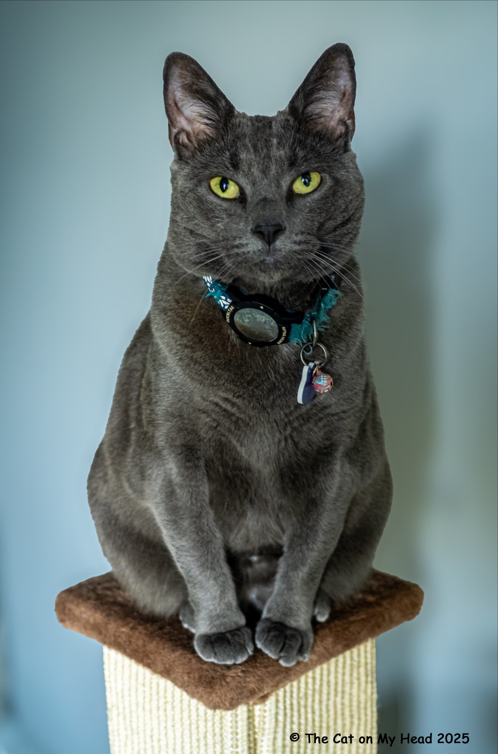 A beautiful grey cat on a pedestal cannot imagine a better life.