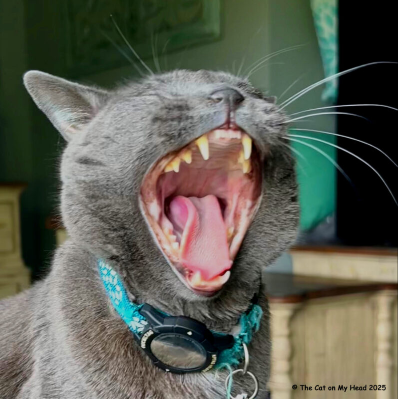 A grey cat with her mouth wide open yelling "What didn't you understand?"