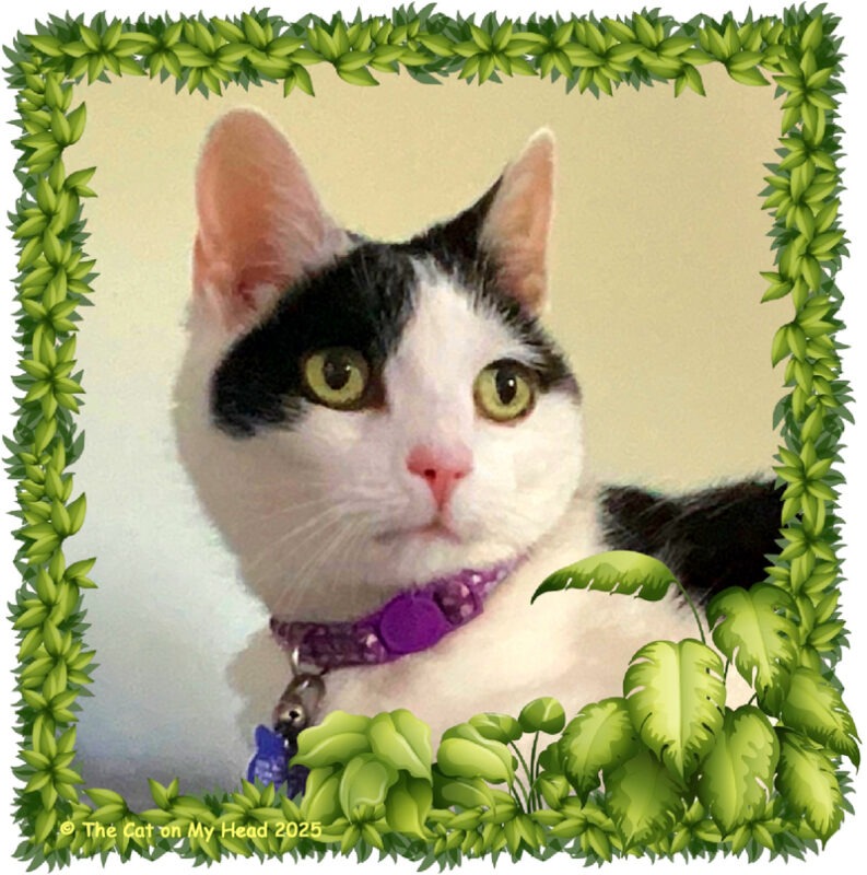 A black and white, green-eyed cat in a regal pose with a frame of bright green leaves.