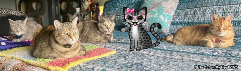 homemade cat treats Cartoon tabby cat and four real cats on a bed.