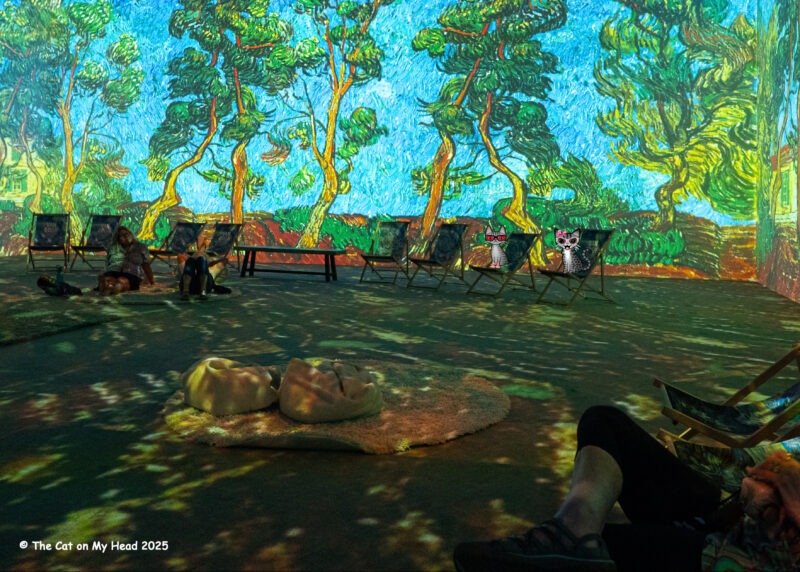 Van Gogh Experience Two cartoon tabby cats in one of the projected scenes from Van Gogh Immersive Experience.