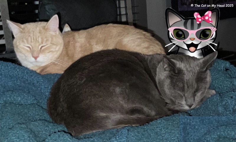 homemade cat treats Buff-colored tabby cat and a grey cat napping with a cartoon tabby cat.